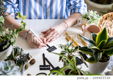 Domestic woman variegated monstera growing care writing sign plate names transplant seedlings 109403530