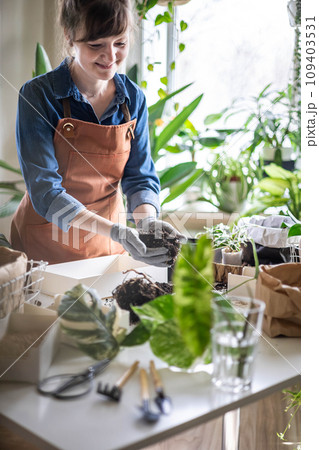 Woman transplant variegated monstera at home garden use drainage granule soil ground on table Woman transplant variegated monstera at home garden use drainage granule soil ground on table 109403531