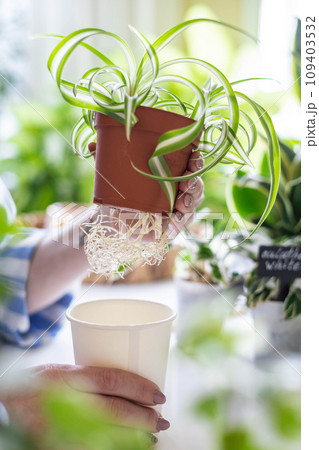 Female hands transplant variegated monstera with root putting into plastic pot on table closeup Female hands transplant variegated monstera with root putting into plastic pot on table closeup 109403532