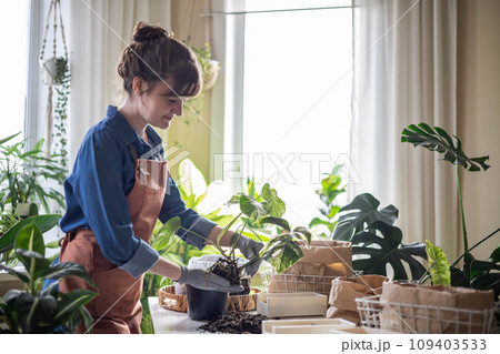 Woman transplant variegated monstera at home garden use drainage granule soil ground on table 109403533