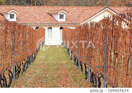 安曇野のワイナリー　晩秋のブドウ畑 109403614