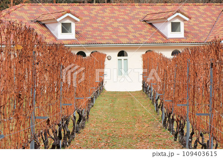 安曇野のワイナリー　晩秋のブドウ畑 109403615