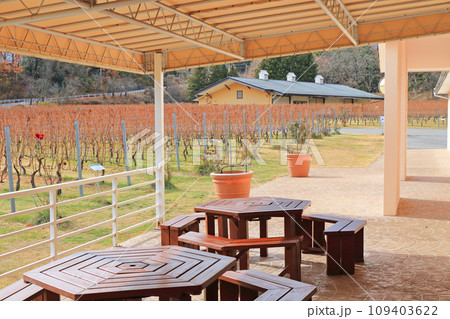 安曇野のワイナリー 晩秋のブドウ畑 安曇野のワイナリー 晩秋のブドウ畑 109403622