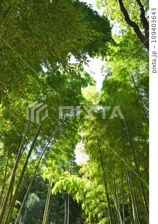 竹林　みどりのトラスト保全地　埼玉県伊奈町 109403643