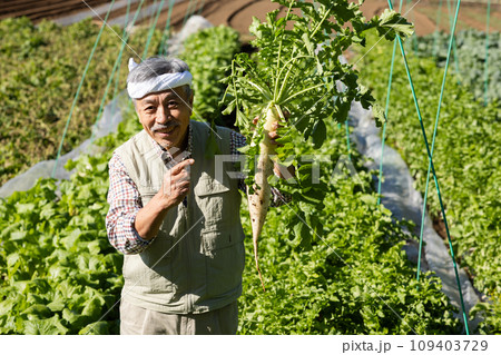 野菜を収穫する男性 野菜を収穫する男性 109403729