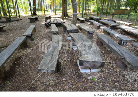 竹林 みどりのトラスト保全地 埼玉県伊奈町 竹林 みどりのトラスト保全地 埼玉県伊奈町 109403770