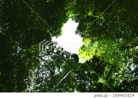 竹林 みどりのトラスト保全地 埼玉県伊奈町 竹林 みどりのトラスト保全地 埼玉県伊奈町 109403824
