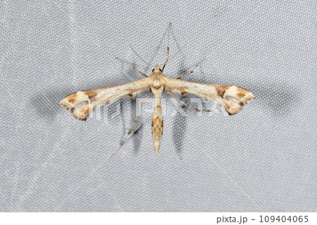 アイノトリバ（北海道・知床） 109404065