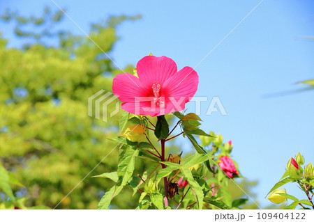 タイタンビカスの花 タイタンビカスの花 109404122
