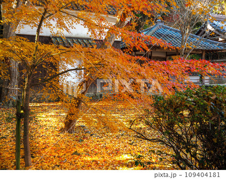 兵庫県 三木市 紅葉の慈眼寺 109404181