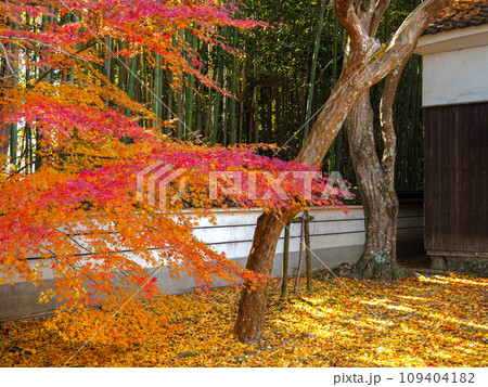 兵庫県 三木市 紅葉の慈眼寺 109404182