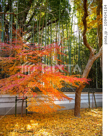 兵庫県 三木市 紅葉の慈眼寺 109404184