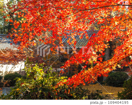 兵庫県 三木市 紅葉の慈眼寺 109404195