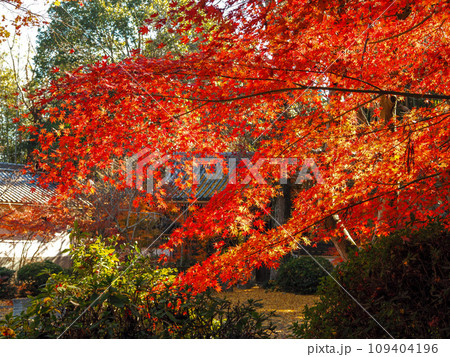 兵庫県 三木市 紅葉の慈眼寺 109404196
