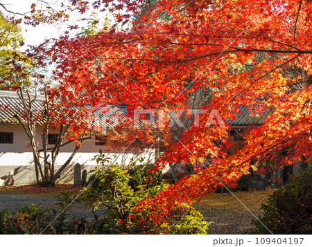 兵庫県 三木市 紅葉の慈眼寺 109404197