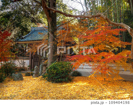 兵庫県 三木市 紅葉の慈眼寺 109404198