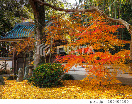 兵庫県 三木市 紅葉の慈眼寺 109404199