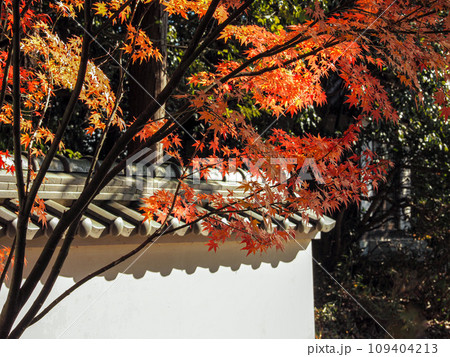 兵庫県 三木市 紅葉の慈眼寺 109404213