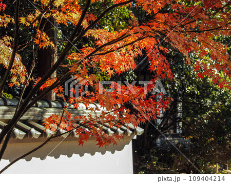 兵庫県 三木市 紅葉の慈眼寺 兵庫県 三木市 紅葉の慈眼寺 109404214