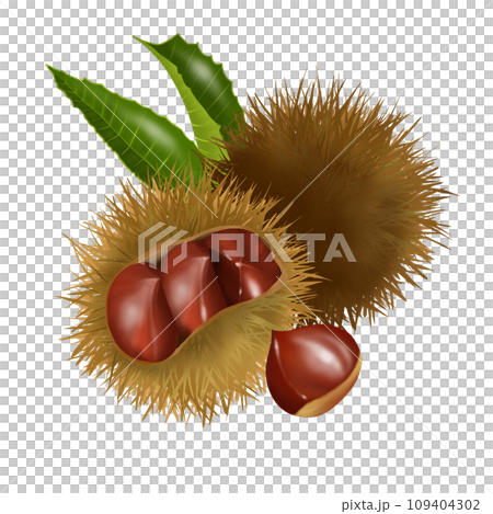 Illustration of ripe chestnuts Illustration of ripe chestnuts 109404302