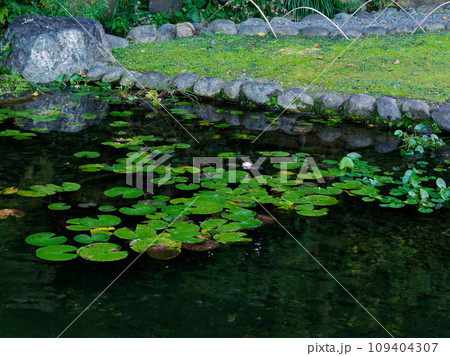 徳川園池泉回遊式庭園水連池 109404307