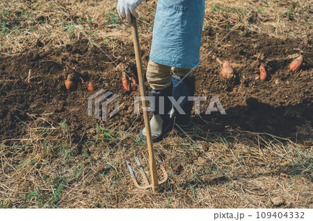 vegetable field 109404332