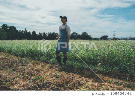 vegetable field vegetable field 109404348
