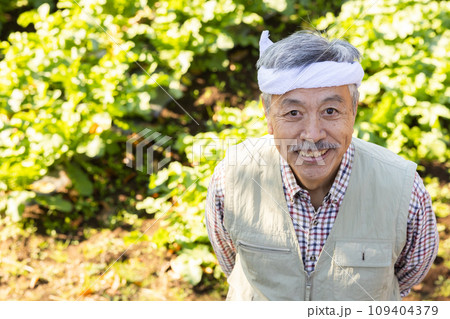 畑の野菜を育てる農家の男性 畑の野菜を育てる農家の男性 109404379