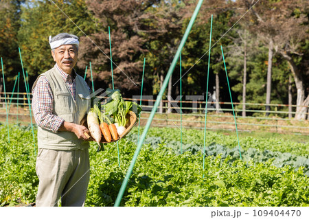 畑の野菜を育てる農家の男性 畑の野菜を育てる農家の男性 109404470