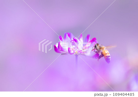 ミツバチとレンゲ畑 ミツバチとレンゲ畑 109404485
