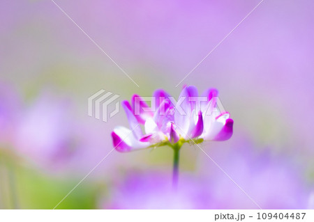 レンゲ畑 109404487