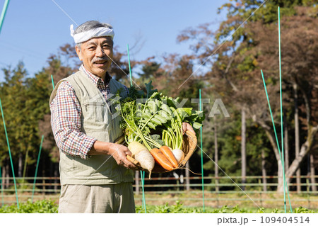 畑の野菜を育てる農家の男性 畑の野菜を育てる農家の男性 109404514