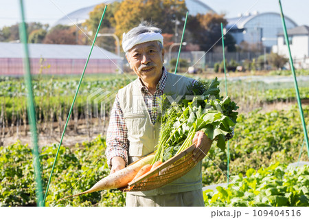 畑の野菜を育てる農家の男性 畑の野菜を育てる農家の男性 109404516
