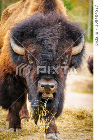Close-up of Bison Eating Dry Grass in Natural Habitat - Wildlife Photography 109404527