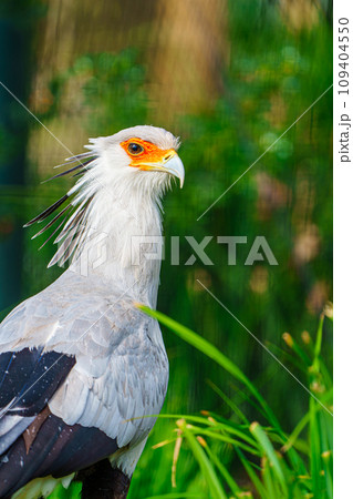 Majestic Secretary Bird Close-up in Natural Habitat, Wildlife Image for Conservation Initiatives Majestic Secretary Bird Close-up in Natural Habitat, Wildlife Image for Conservation Initiatives 109404550