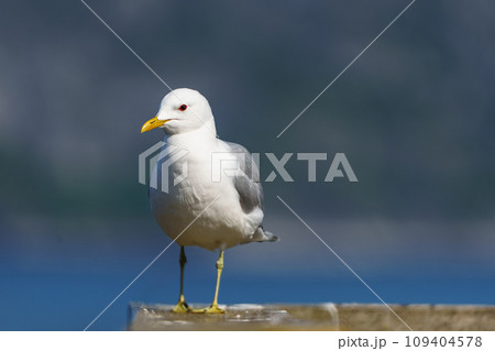 Exquisite Close-up Portrait of Northern Norwegian Seagull in Natural Habitat 109404578