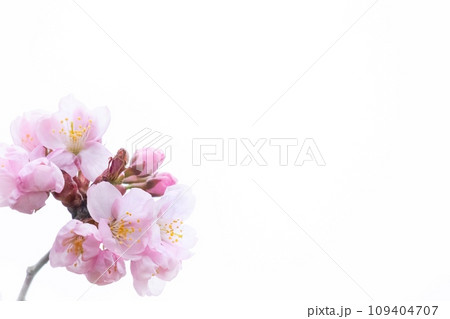 桜と白背景 桜と白背景 109404707