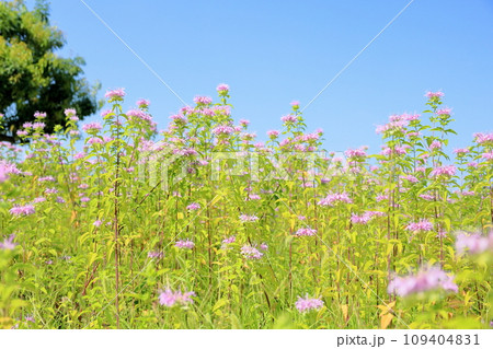 ワイルドベルガモットの花 109404831