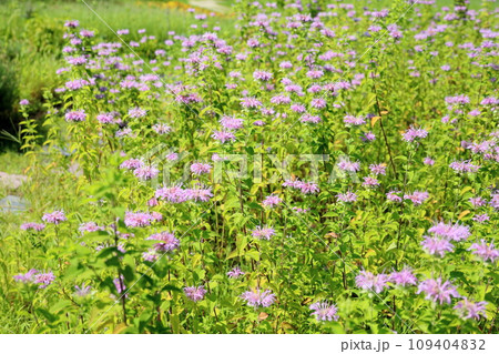 ワイルドベルガモットの花 ワイルドベルガモットの花 109404832
