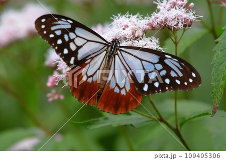 アサギマダラ 109405306