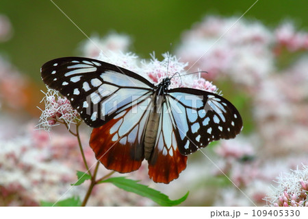 アサギマダラ 109405330