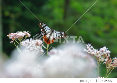 アサギマダラ 109405331