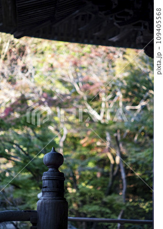鎌倉12月 妙本寺7 鎌倉12月 妙本寺7 109405568