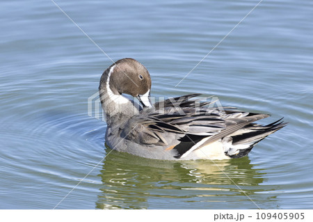 オナガガモ 109405905