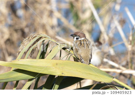 スズメ 109405923