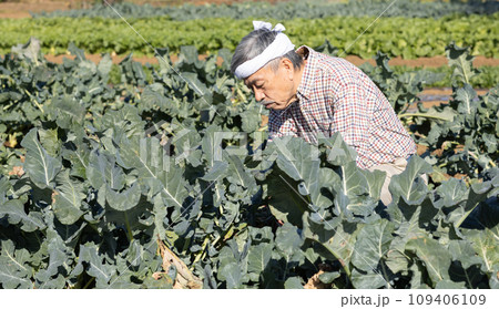畑で野菜を育てる農家の男性 畑で野菜を育てる農家の男性 109406109