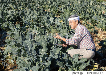 畑で野菜を育てる農家の男性 109406113