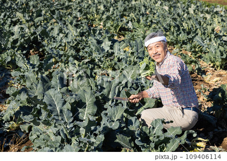 畑で野菜を育てる農家の男性 畑で野菜を育てる農家の男性 109406114