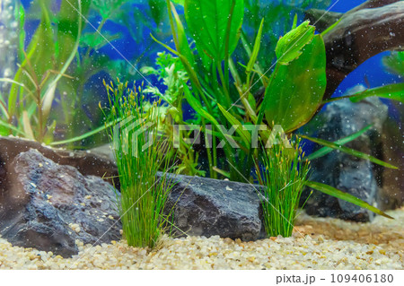 Tropical freshwater aquarium 109406180
