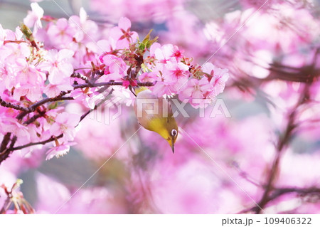 春の美しい桜とメジロ 109406322